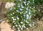 Five-Spot Nemophila