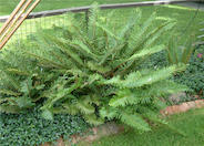 Sword Fern