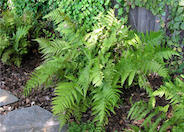 Giant Chain Fern